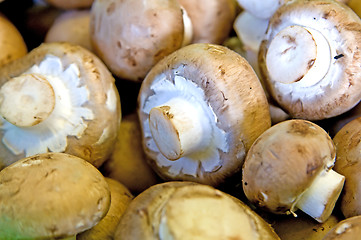 Image showing button mushroom