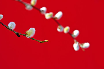 Image showing Catkin with a red background