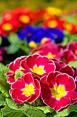 Image showing primroses with a lot of colored flowers