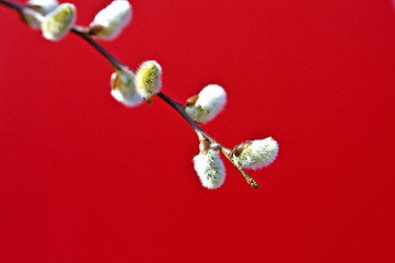 Image showing Catkin with a red background