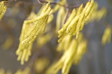 Image showing Hazelnut bloom in wind