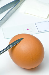 Image showing Examination of eggs