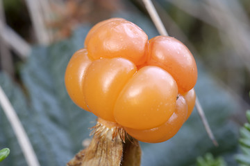 Image showing Cloudberry 