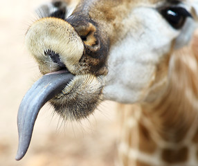 Image showing funny giraffe