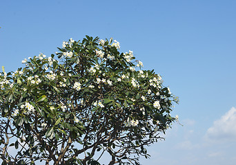 Image showing plumeria