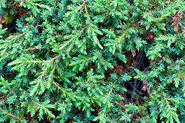 Image showing mountain juniper