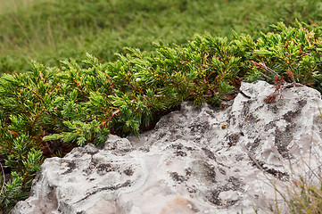 Image showing mountain juniper