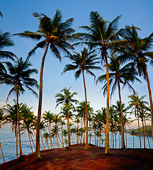 Image showing silhouettes of palm trees