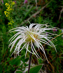 Image showing white wildflower