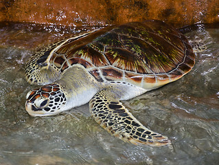 Image showing Green Turtle at Turtle Farm