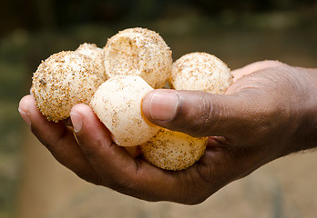 Image showing Eggs of green turtles