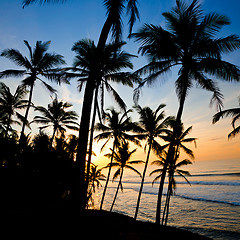 Image showing silhouettes of palm trees