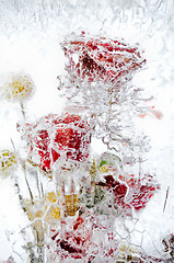 Image showing delicate bouquet of flowers in the ice