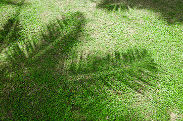 Image showing shadow of the palm leaves 