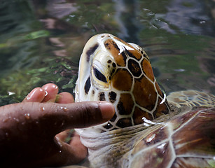 Image showing Green Turtle at Turtle Farm