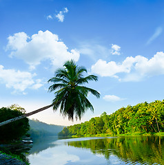 Image showing palm tree leans over the tropical river 