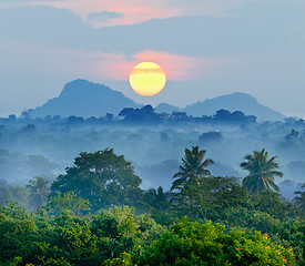 Image showing sunrise in the jungles