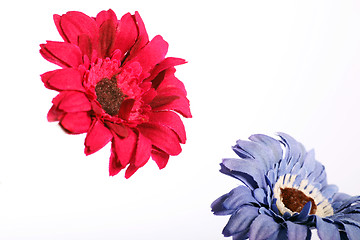 Image showing Red and purple flower