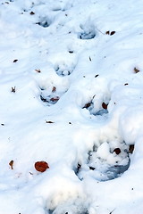 Image showing brown bear path