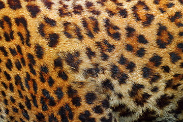 Image showing detail of leopard fur