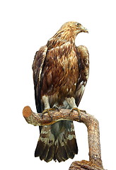 Image showing taxidermy mount of an eagle