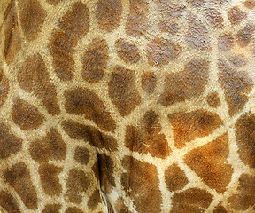 Image showing giraffe skin