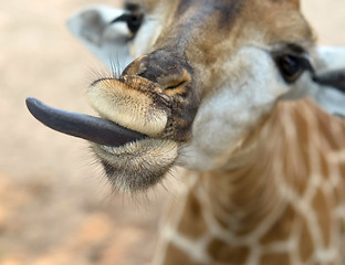 Image showing giraffe