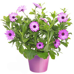 Image showing Pot with violet african daisy (Dimorphoteca, Osteospermum) flowe