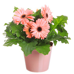 Image showing Gerber's  flowers in a flowerpot isolated on a white background.