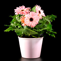 Image showing Gerber's  flowers in a flowerpot isolated on a black background.