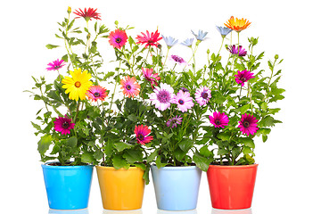 Image showing Colorful Pot with Colorful african daisy (Dimorphoteca) flower