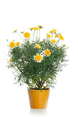 Image showing Pot with yellow daisy flower