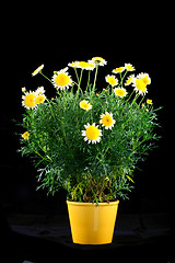 Image showing Pot with yellow daisy flower