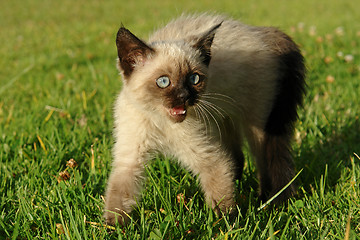 Image showing the siamese kitten