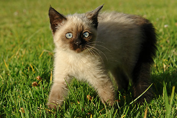 Image showing the siamese kitten