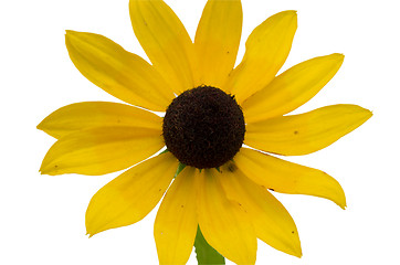 Image showing rudbeckia coneflower flower isolated white 