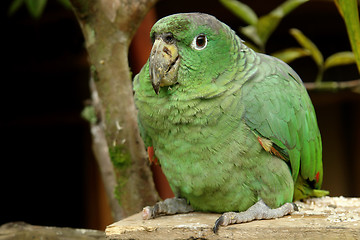 Image showing the parrot