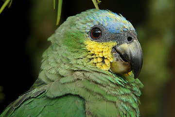 Image showing the parrot