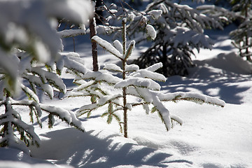 Image showing small fir tree