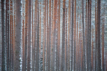 Image showing winter pine forest