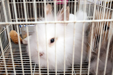 Image showing white rabbit in the cage