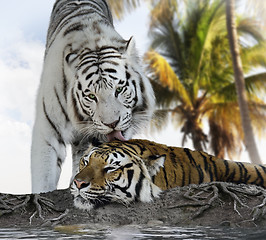 Image showing White And Brown Tigers 