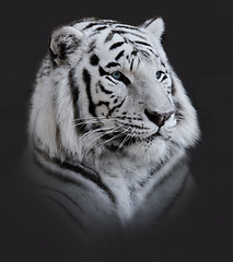 Image showing White  Tiger Portrait