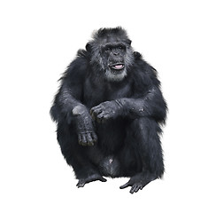 Image showing Chimpanzee 