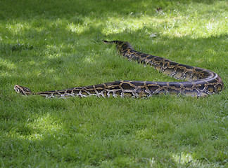 Image showing Python In The Grass