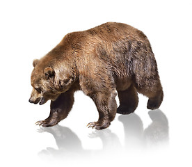 Image showing Brown Bear