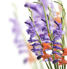 Image showing Gladiolus Flowers