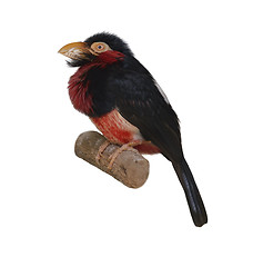 Image showing Bearded Barbet