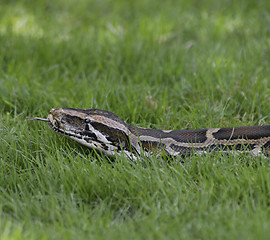 Image showing Python In The Grass