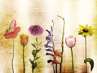 Image showing Flowers Background